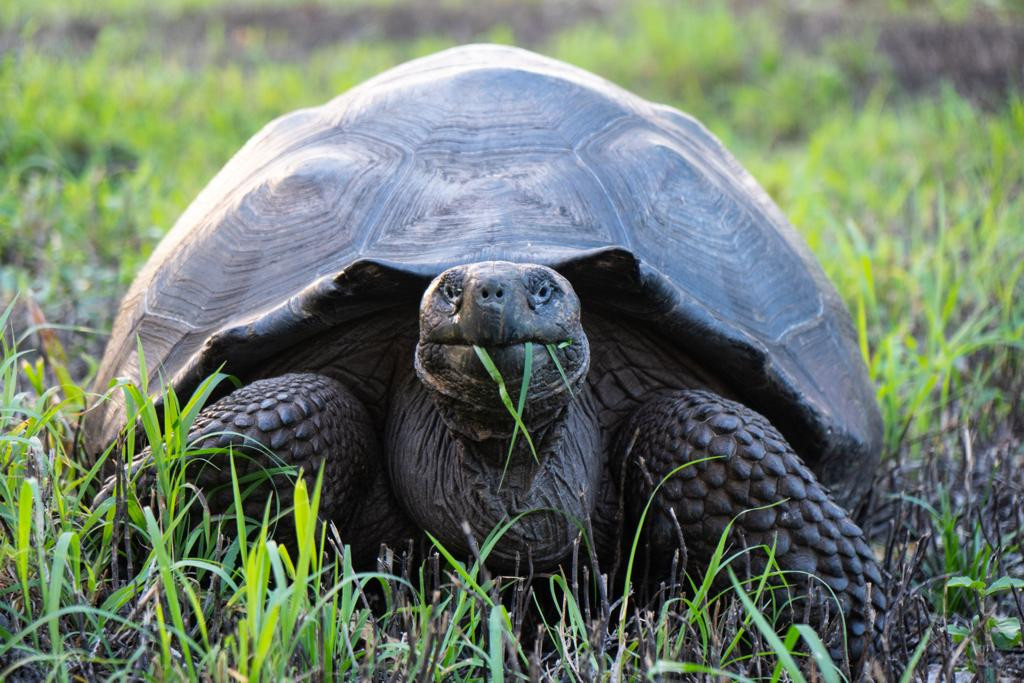 Tortuga galapagos max bello 3