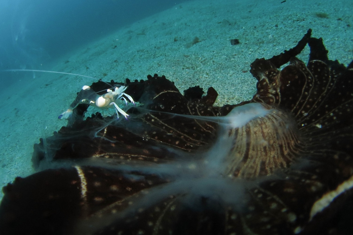 Turismo submarino Filipinas e