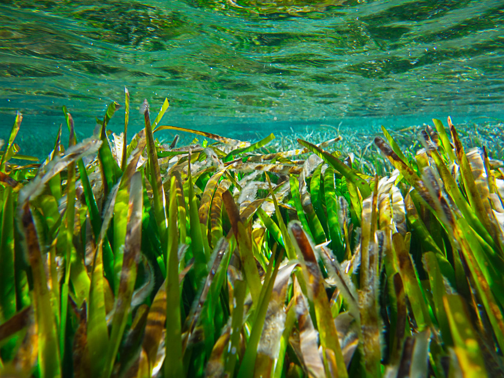 11   Posidonia   sergio arribas