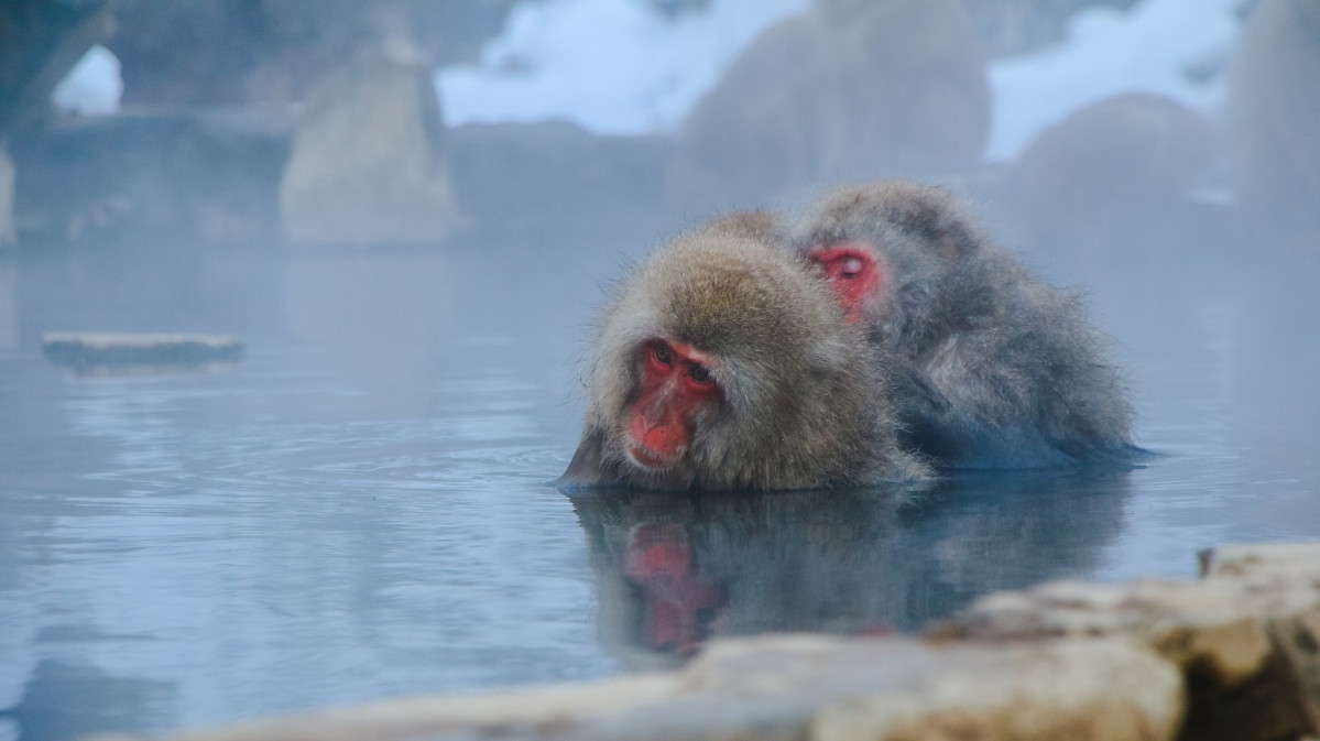 Japon, macacos de nieve de Jigokudani