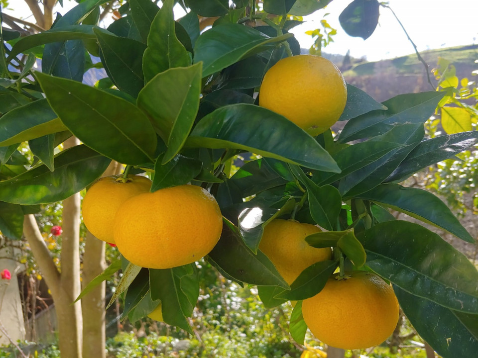 Naranjas paredanas de mucho prestigio en el mercado ingles, en tiempos no muy lejanos