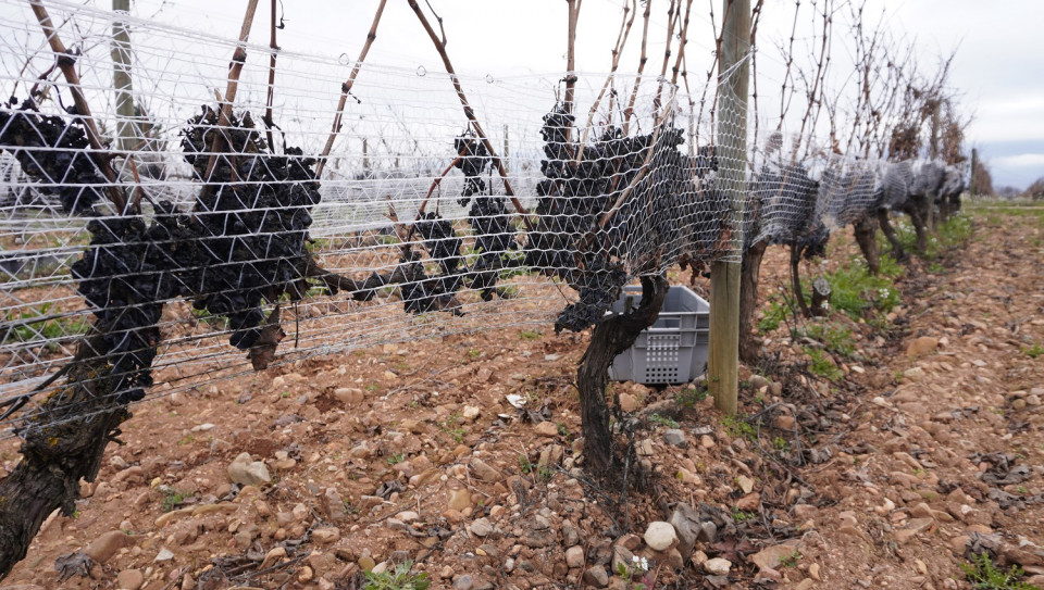 Bodegas Vivanco Vendimia de Invierno