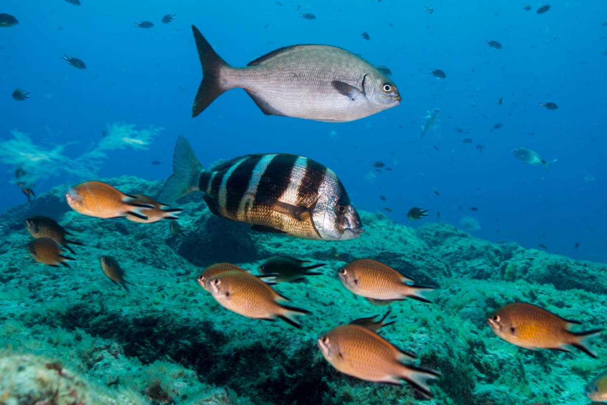 @Emanuel Goncalves OceanoAzulFoundation Selvagem