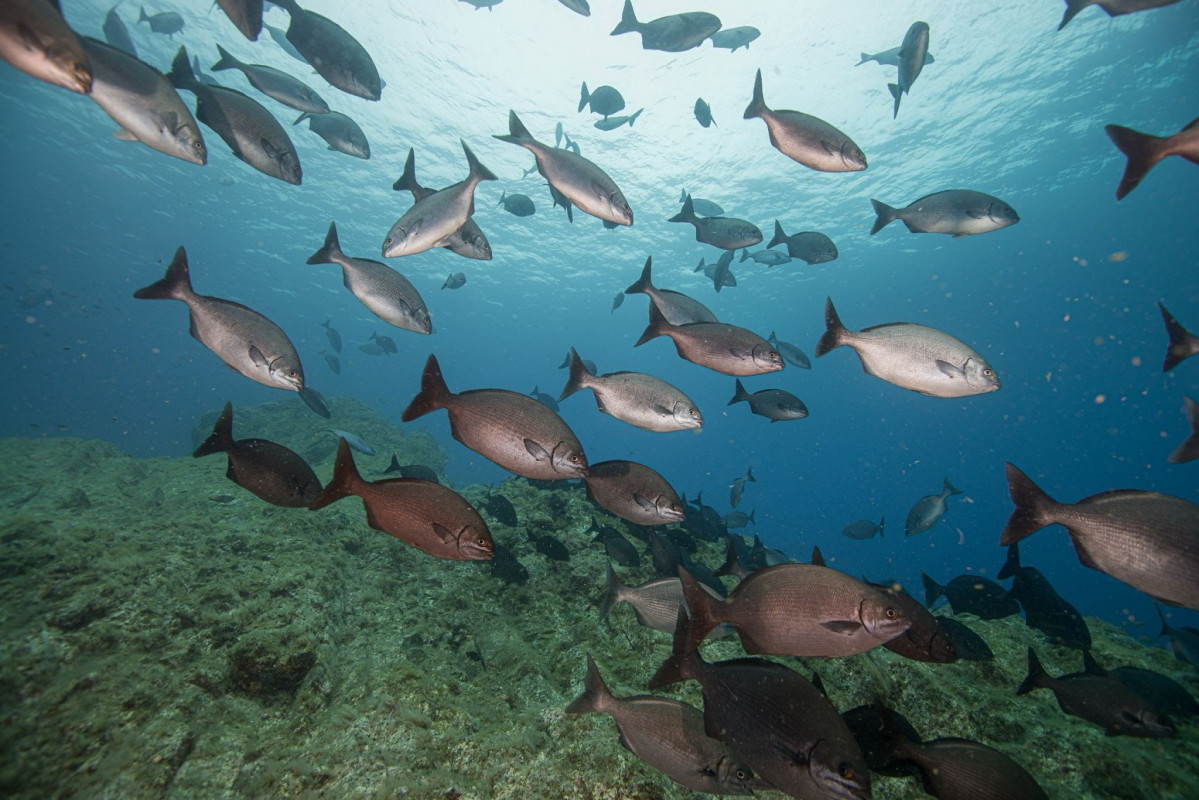 @Emanuel Goncalves OceanoAzulFoundation Selvagem