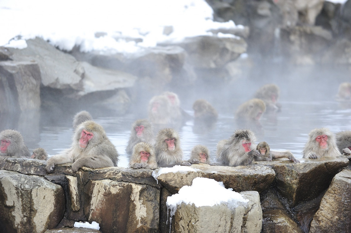 Jigokudani nozaru (2)u00a9Nagano Tourism Organization