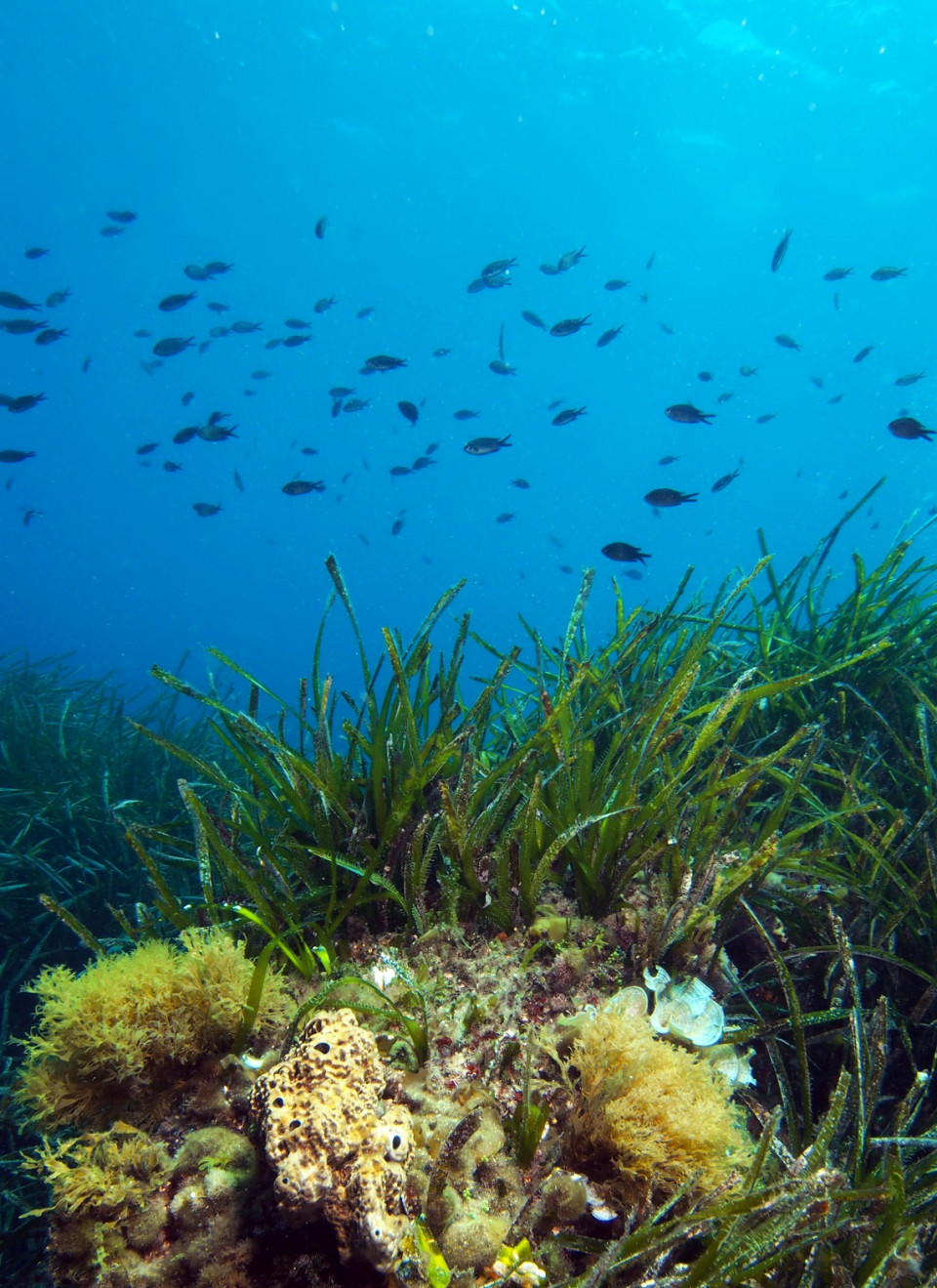 La posidonia oceanica, protagonista de los mares de Ibiza