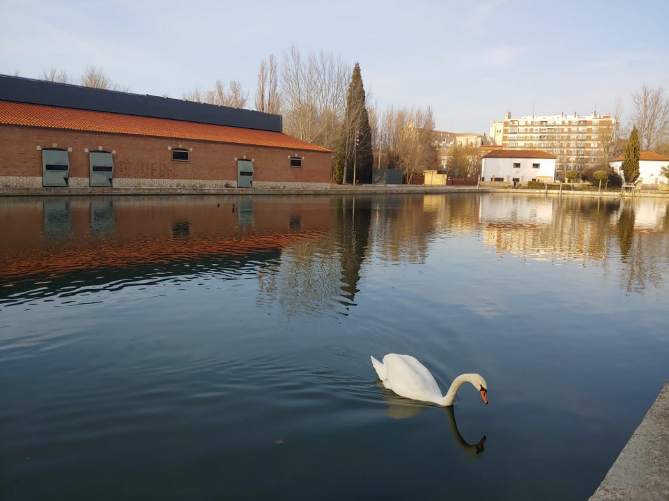 Dársena del Canal de Castilla, Palencia