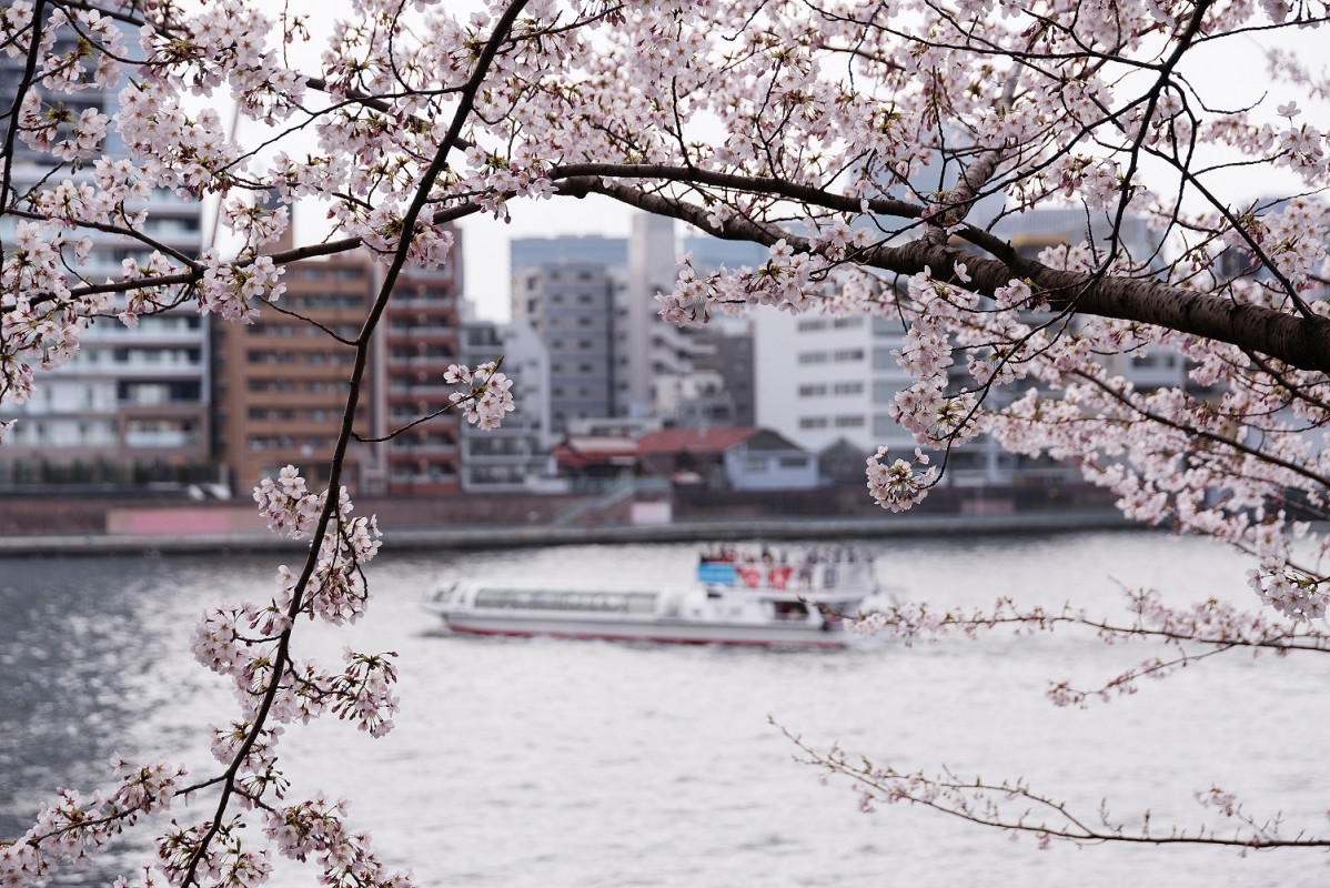 Cherry blossoms along Sumida gawa River
