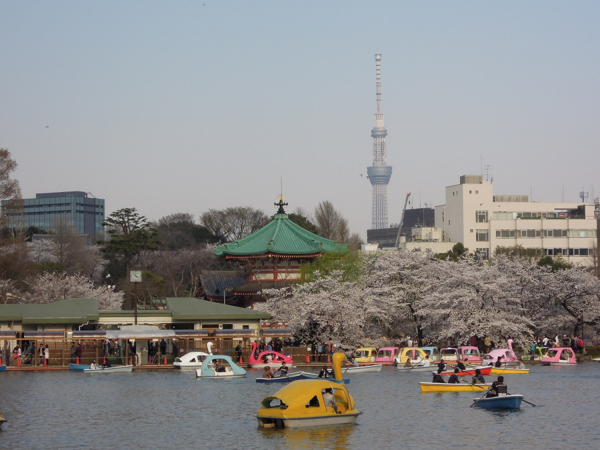 Cerezos y SkyTree Paisaje
