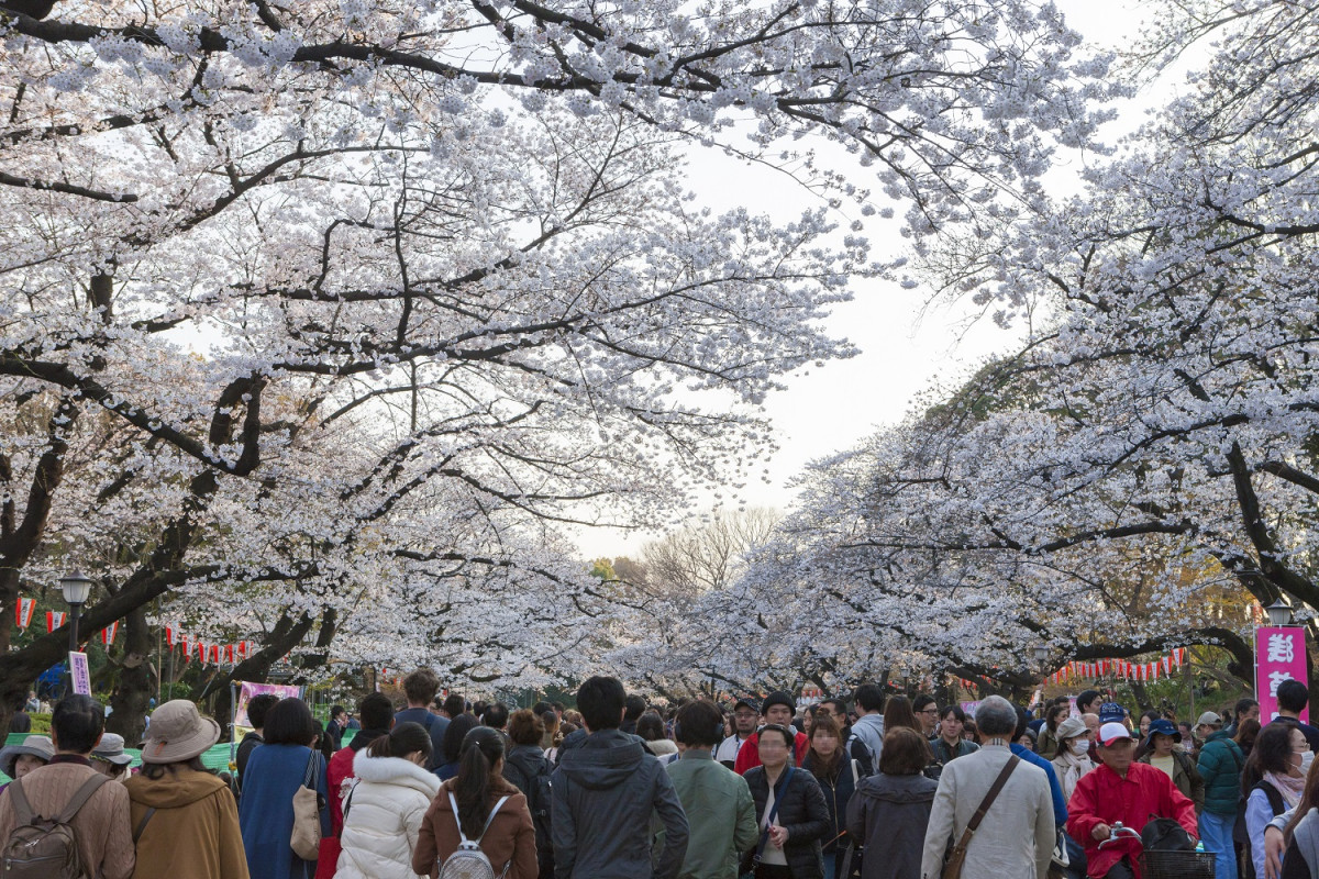 Ueno Park (cherry blossoms)
