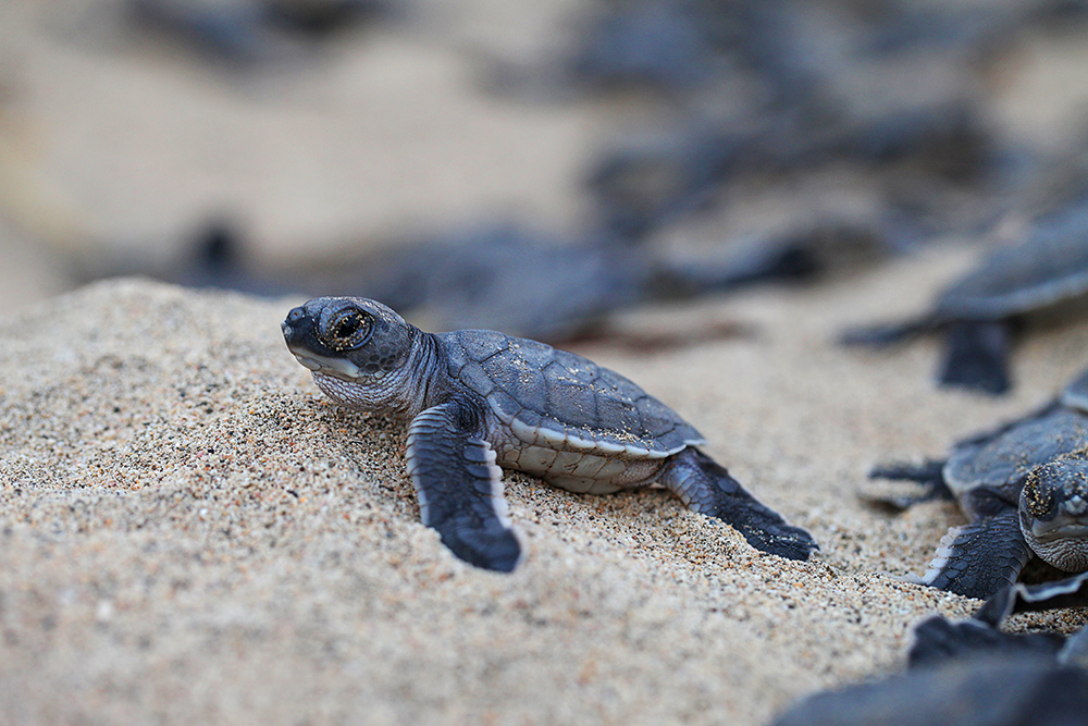Tortuga baby costa rica 1