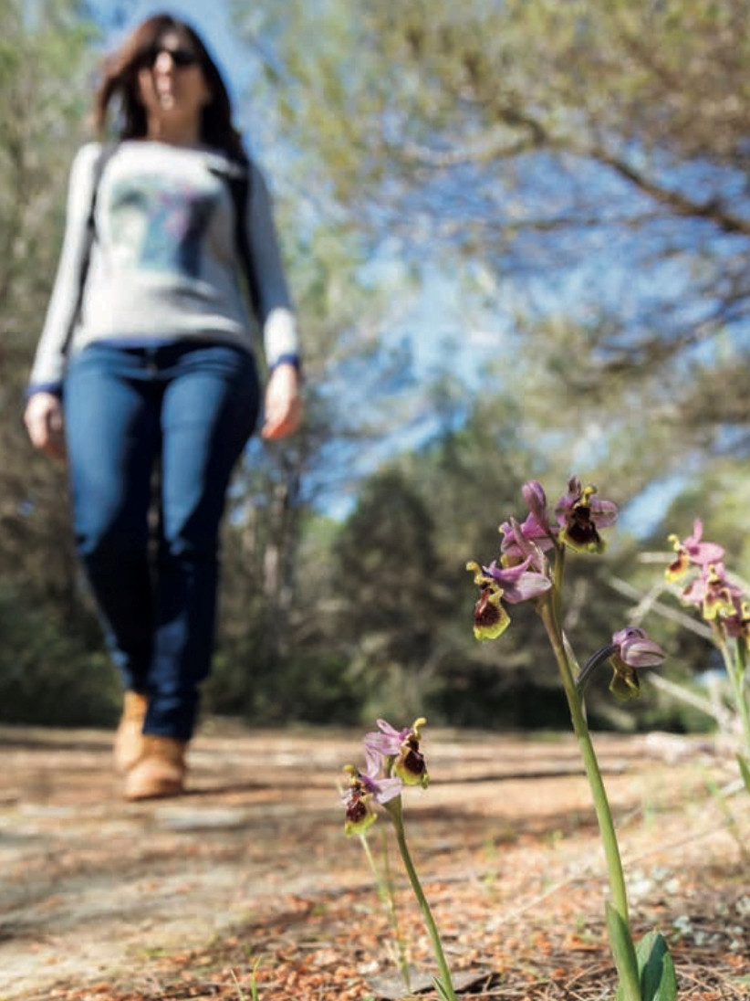 Orquideas