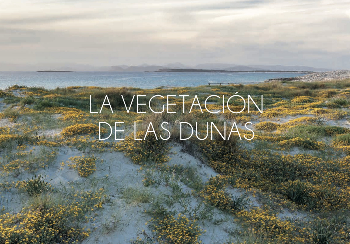 Dunas