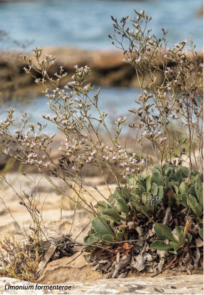 Limonium formenterae