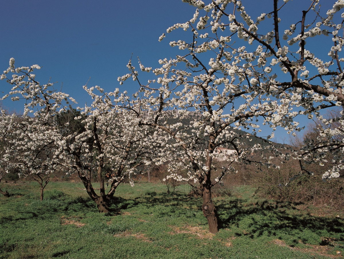 Creditos   Imagen cedida por las Marcas de Garantu00eda cereza y manzana reineta del Valle de Caderechas Autor EnriqueRivero