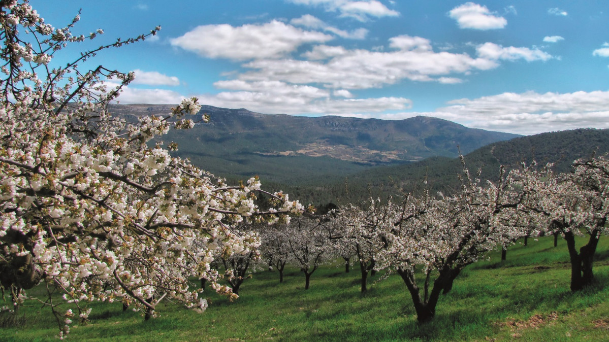Imagen cedida por las Marcas de Garantu00eda cereza y manzana reineta del Valle de Caderechas SilviaGilarte 