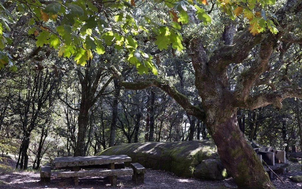 Lousame, el Bosque del alcornocal