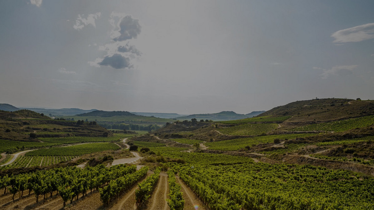 Viñedos de Bodega Villabuena de Alava