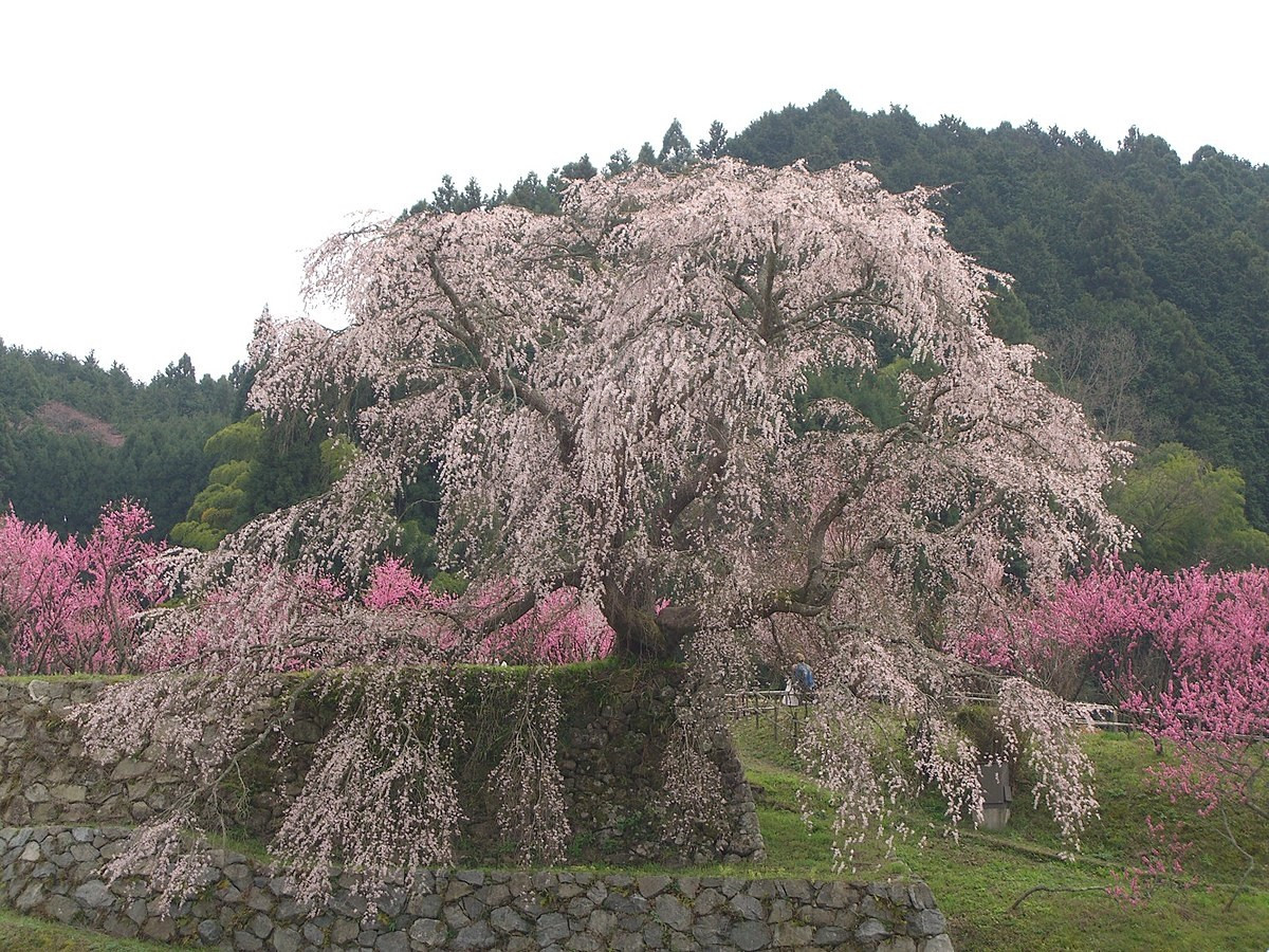 Matabei zakura 2007