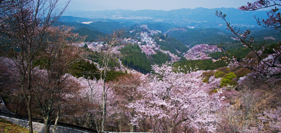 Mt Yoshino Sakura