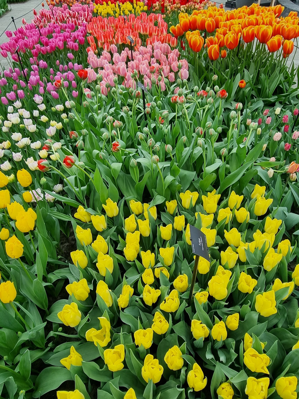 MIL TULIPANES