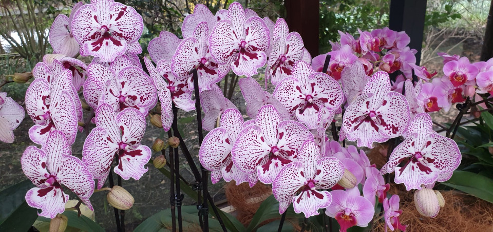 ORQUIDEAS