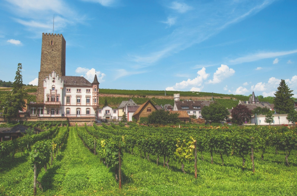 VIÑEDOS EN RUDESHEIM