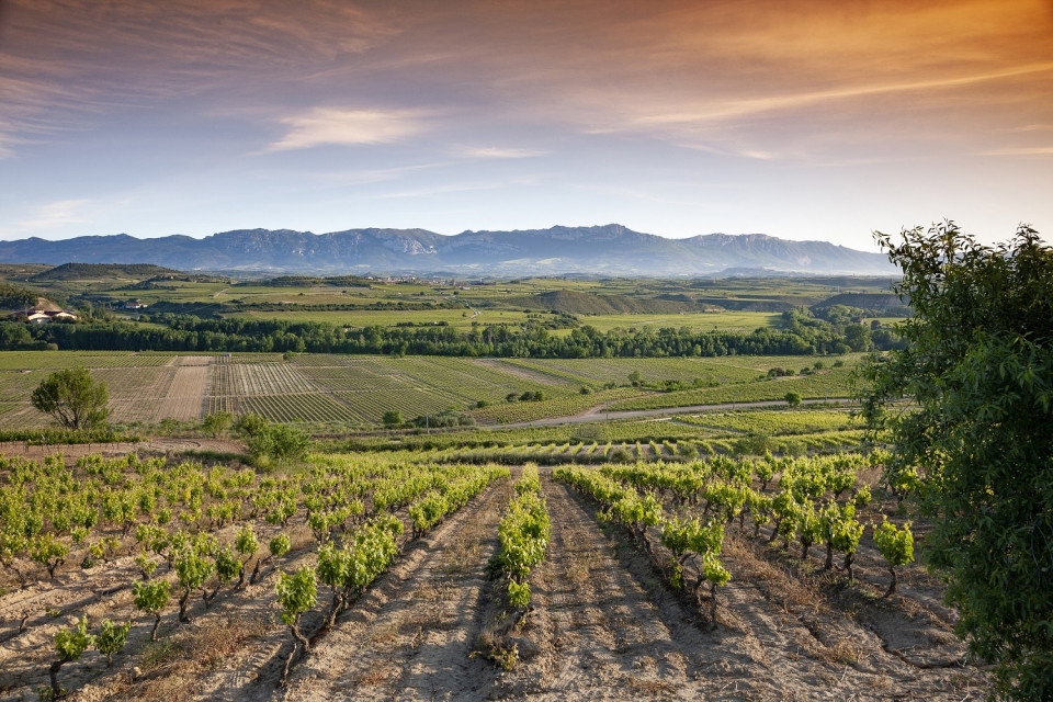 Bodegas Riojanas, finca Agudillo