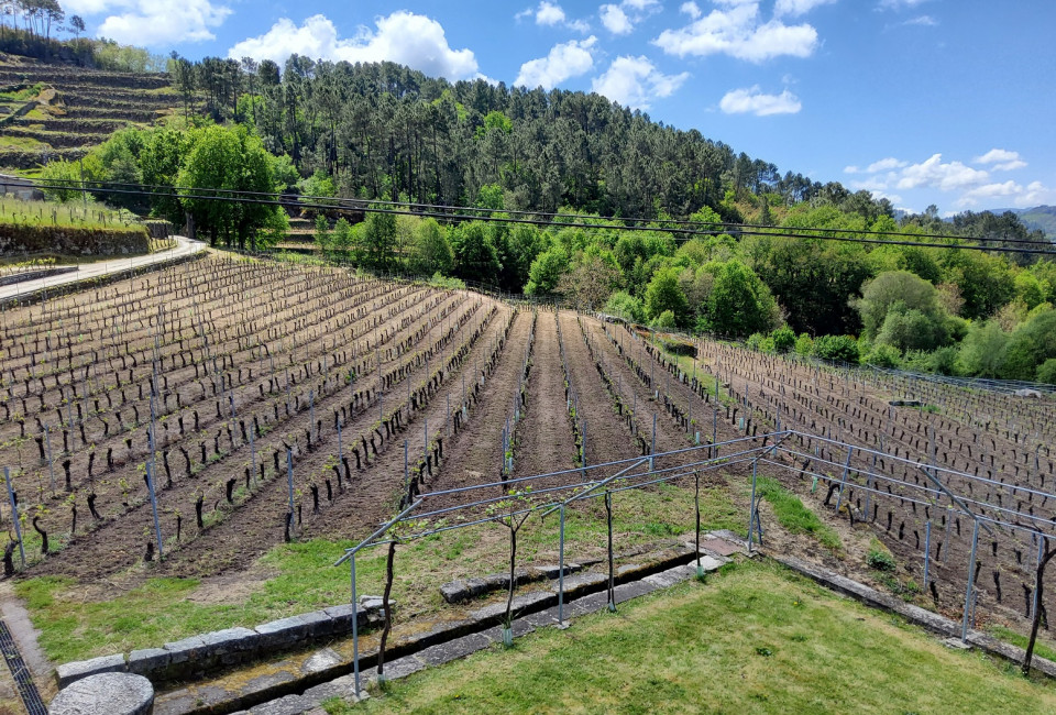 Uno de los 9 vinhedos de Bodega Sanclodio, Ribeiro