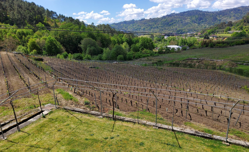 Otra de las parcelas que conforman los Vinhedos de Bodega Sanclodio, en pleno Ribeiro