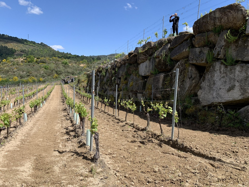 Una de las fincas  que conforman  los Viñedos en socalcos de la Bodega