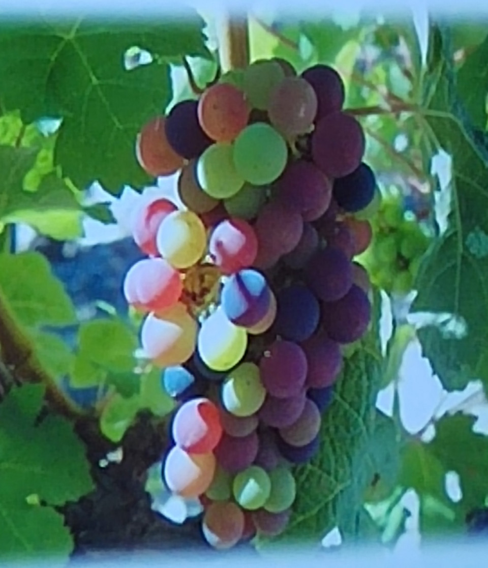 Uvas búlgaras