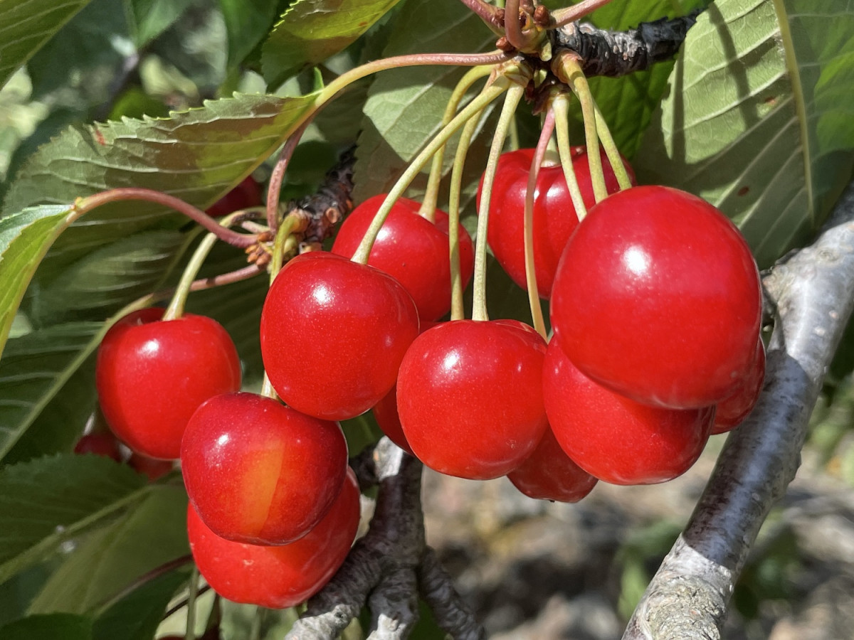 Cerezas serranas