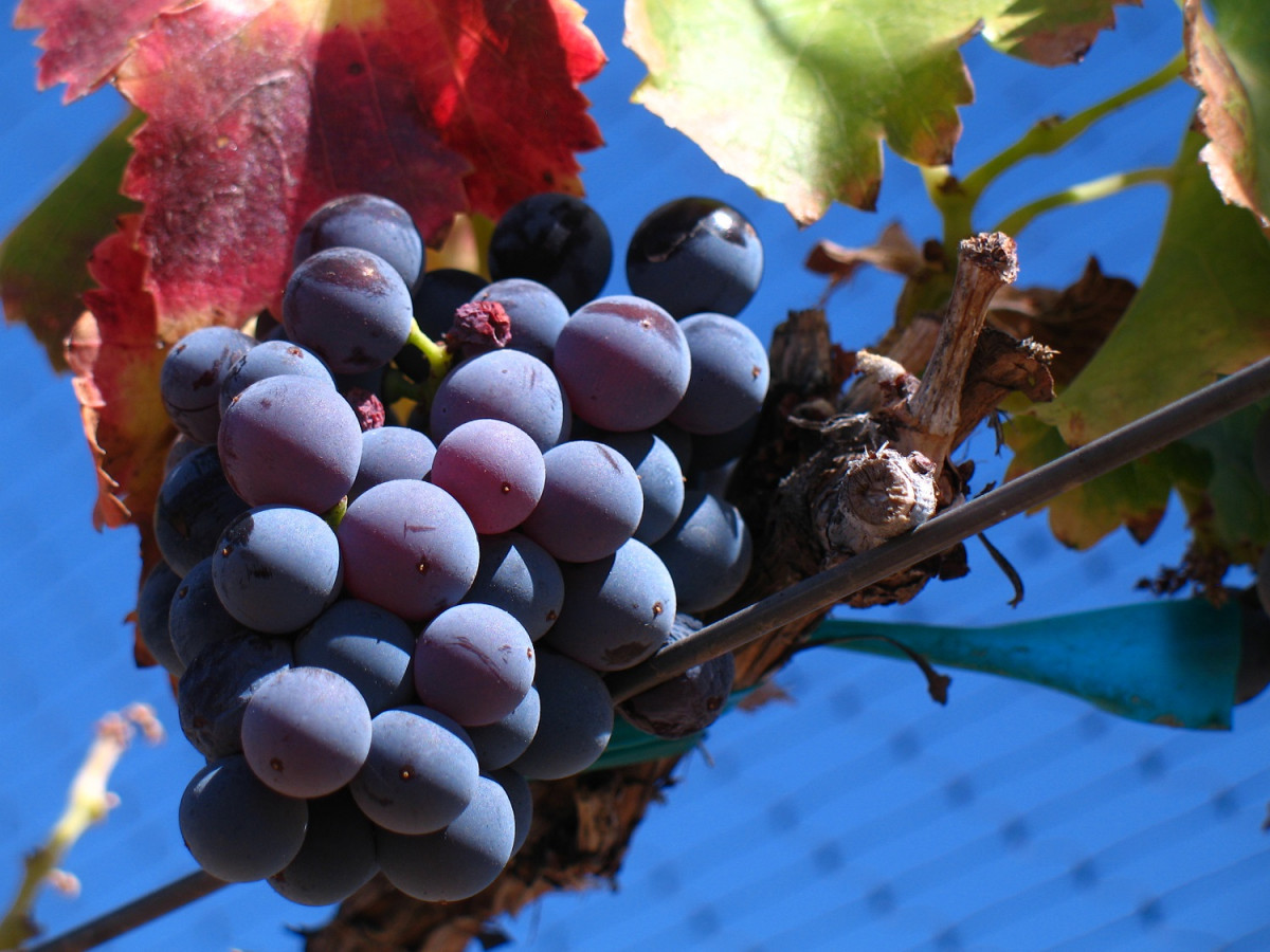 Garnacha uvas