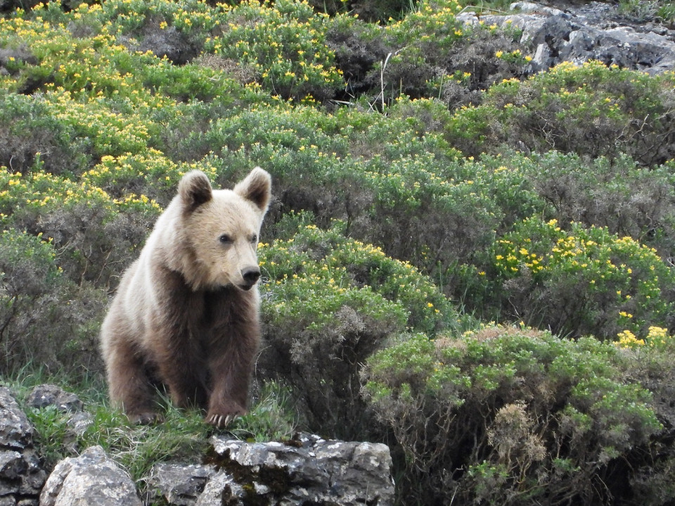 Oso cantabrico