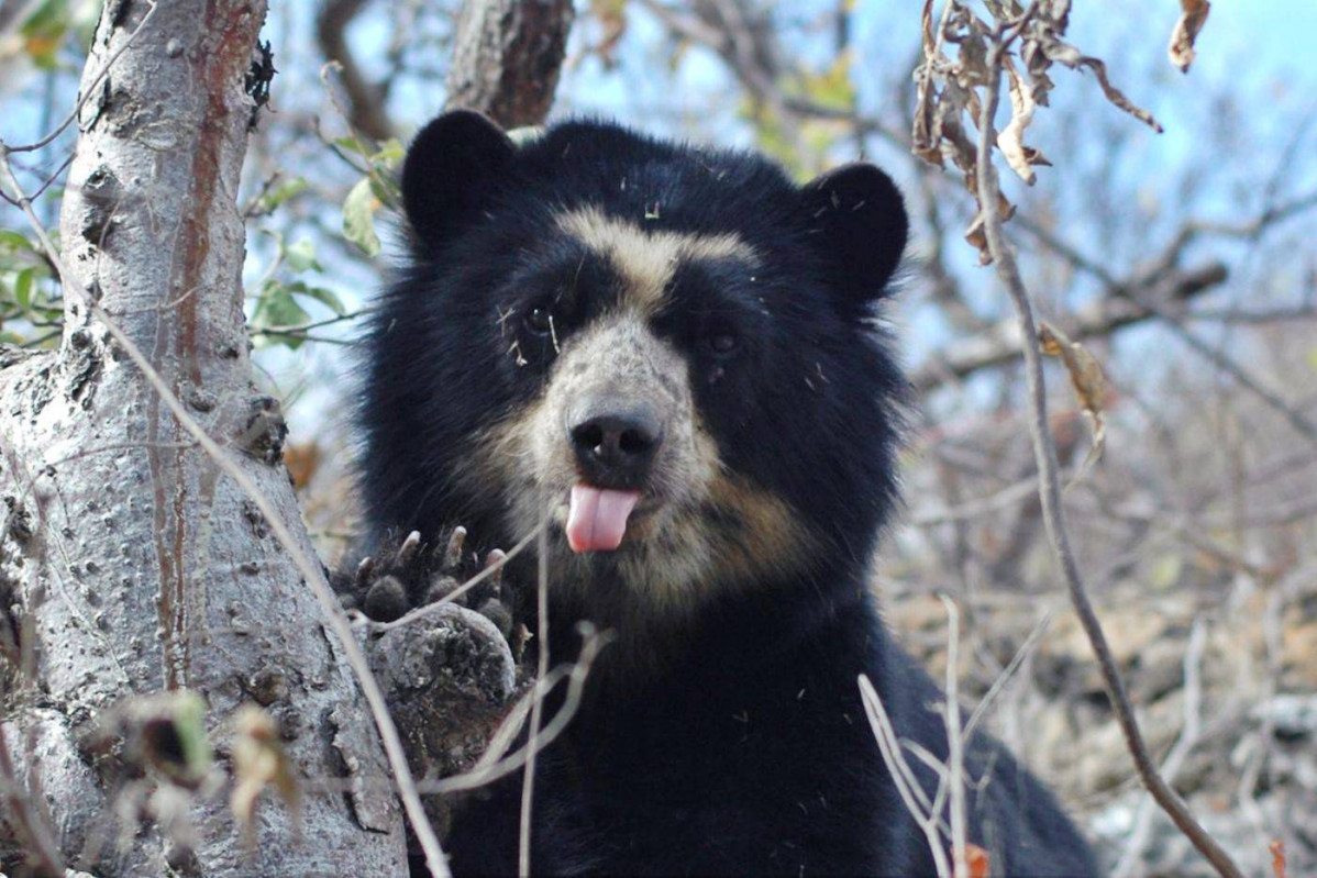 Quito, oso de anteojos