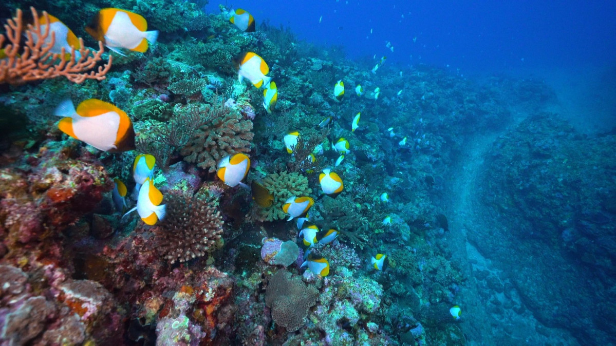 Okinawa mar de