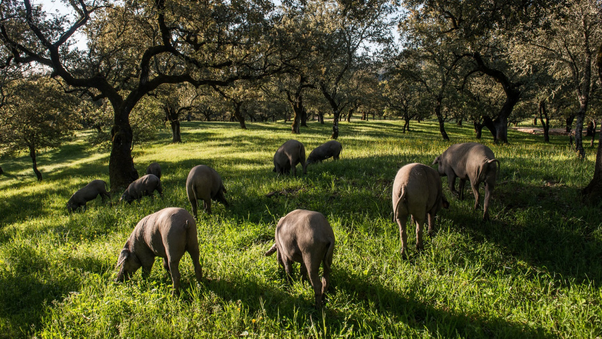 Ruta jamon Huelva