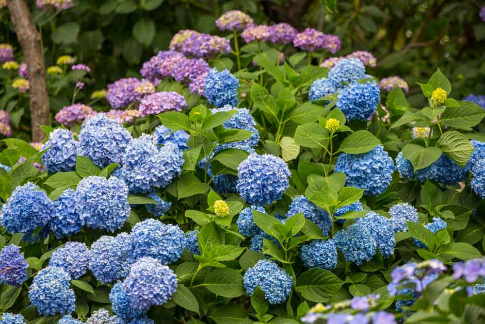 Hakusan Hydrangea v03