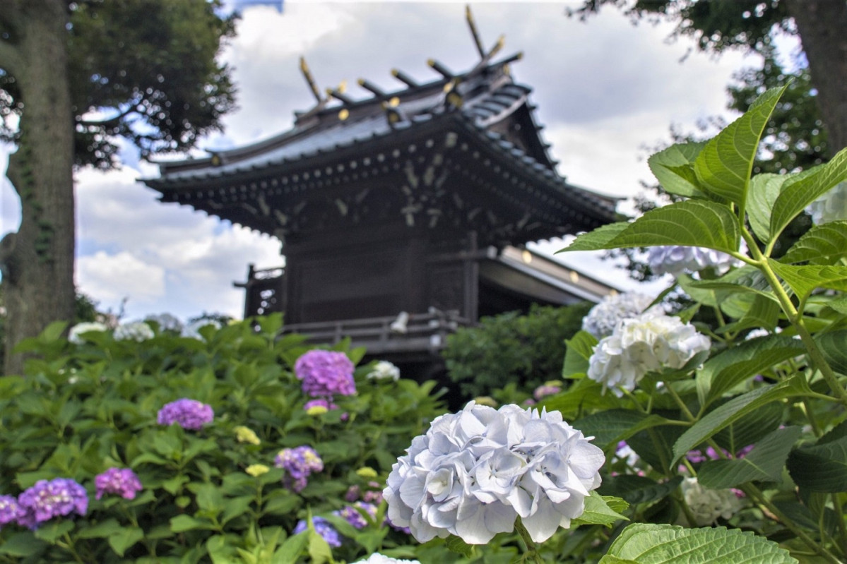 Festival ajisai (hortensia)