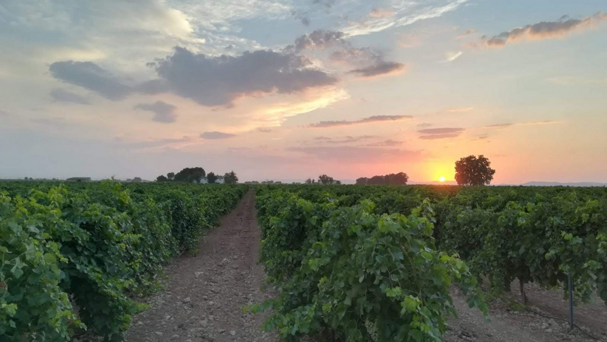 RUTA DEL VINO DE LA MANCHA viu00f1edo al atardecer