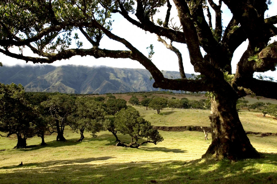 Fana. Madeira ©VisitMadeira