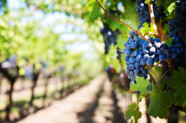 1 purple grapes 553463 1920
