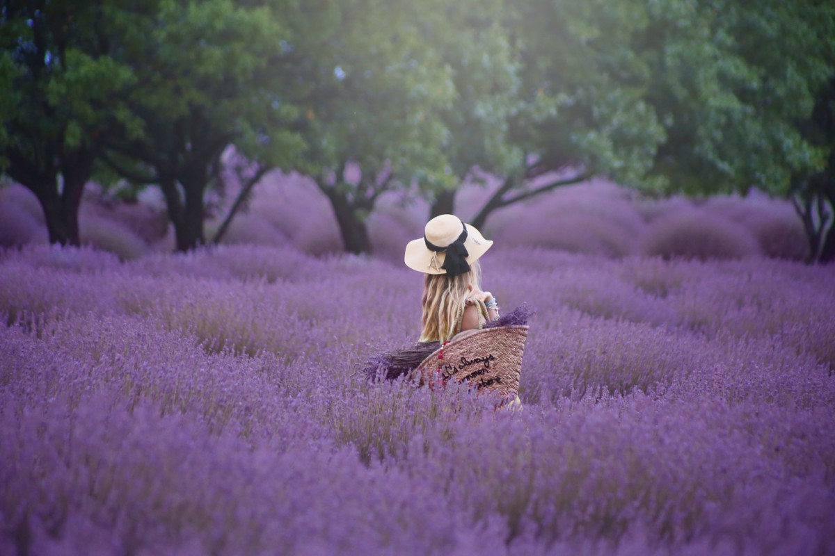 Isparta Lavender Field Kuyucak 5472x3648px