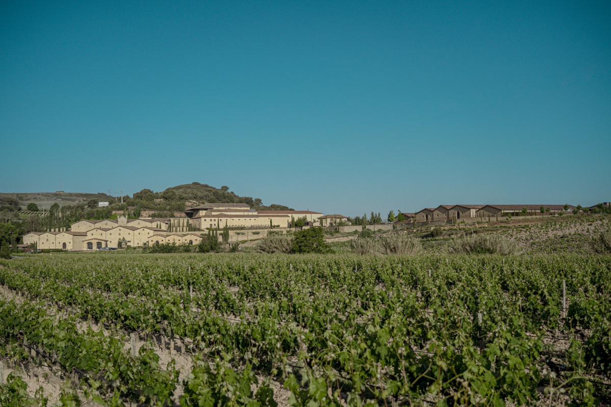 VISTA BODEGA VIu00d1EDO MARQUES DE MURRIETA