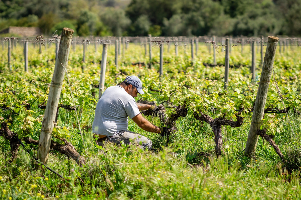 Quinta de Tor, vendimia