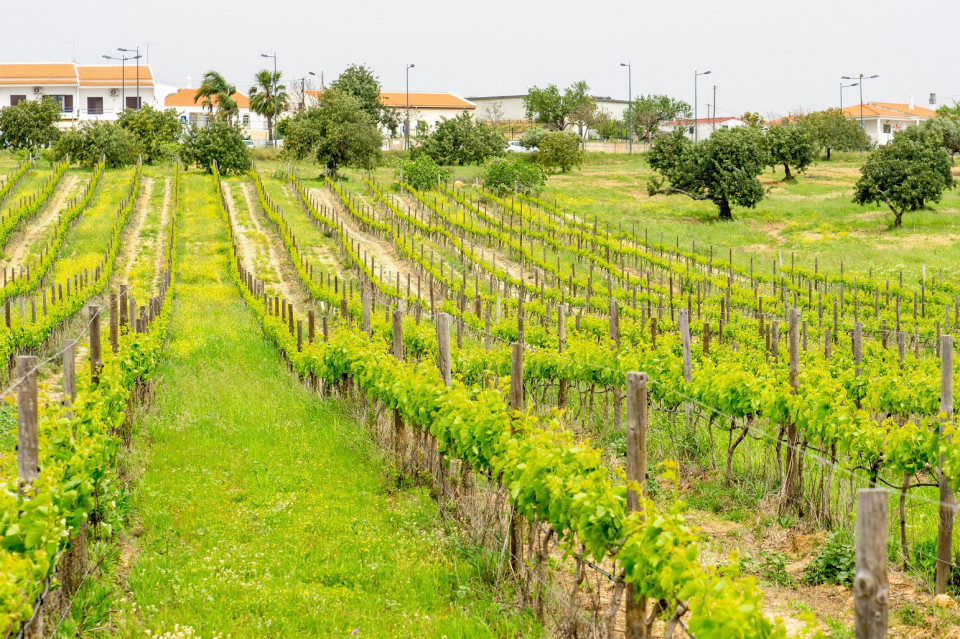 Canhoto Viñedos