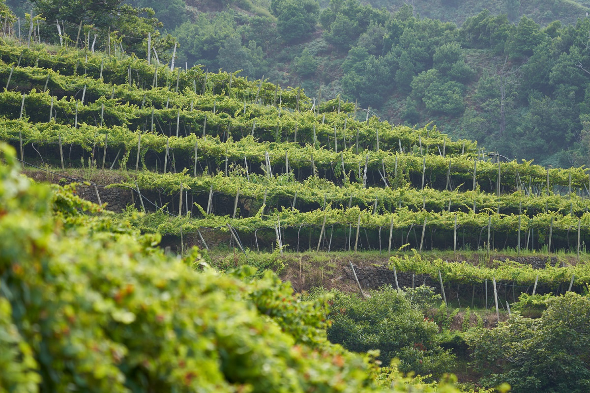 Madeira, Cultivo de Vid, en espalderas