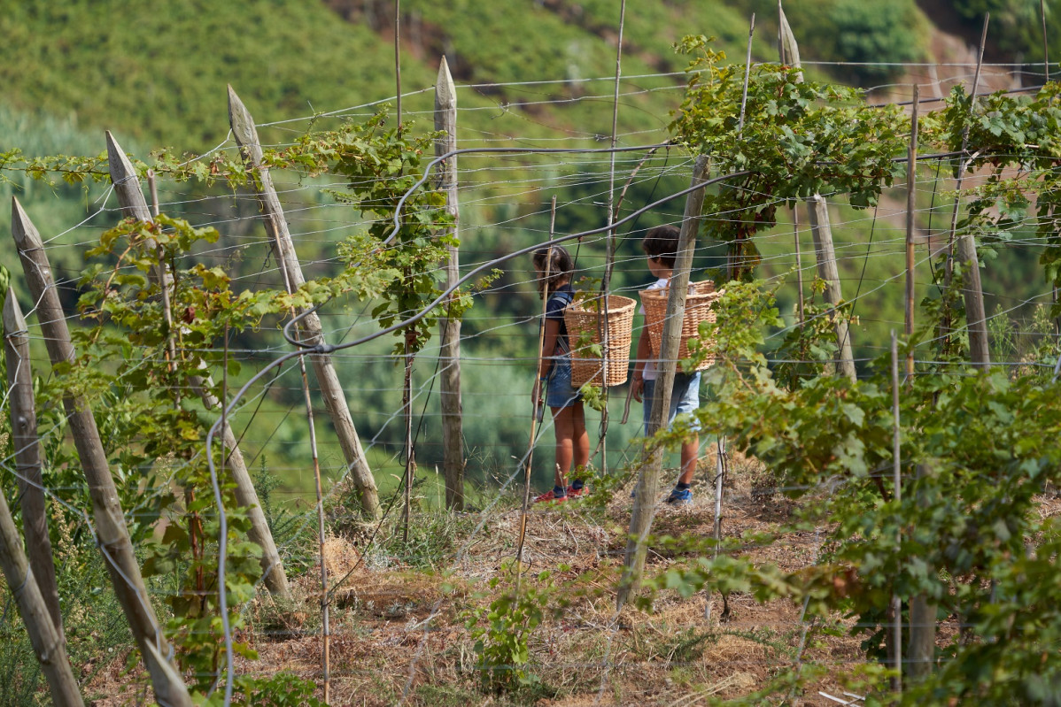 Imagenes de la Vendimia de Madeira, esponente de la viticultura heroica