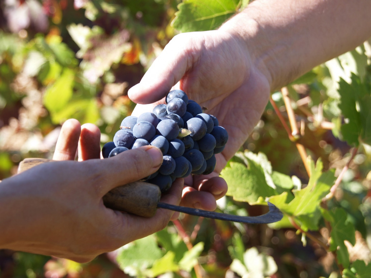 Sierra de Francia, Uvas rufete